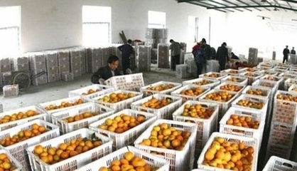 湖北丹江口市27萬(wàn)多噸豐收柑橘基本銷售完畢_新農(nóng)網(wǎng)