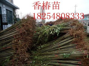 香椿小苗 批發價格