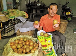 突破農副產品銷售 瓶頸 果香 不怕巷子深