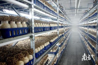 如何打造大灣區優質食用菌基地?韶關曲江區這樣做