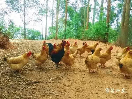 媽媽團 手速 專幫泉州單 蜜茶蛋菌上新