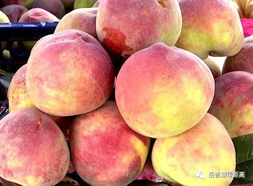 農副產品促銷會助力脫貧攻堅
