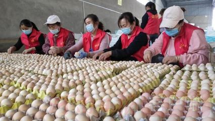 搭乘“電商號”,尉氏農副產品駛往鄉村振興“站臺”