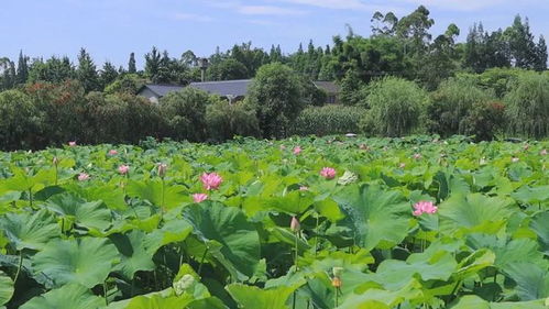 點贊 樂山這個村躋身 國家隊