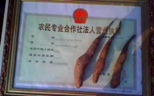 優質山藥豆 銷售日本大河芋山藥苗,九斤黃山藥苗,前來考查_農副產品_世界工廠網中國產品信息庫