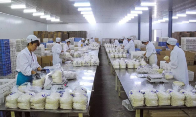 眾興菌業:凈利潤虧損1800-2100萬元 由盈轉虧