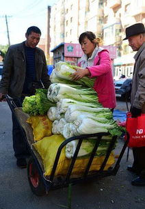 吉林長春冬儲菜全面上市 量足價穩銷售旺
