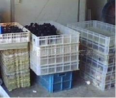 供應博源2012大量生產綠殼蛋雞苗廣西黑雞苗管理江西綠殼蛋雞銷售_農副產品_世界工廠網中國產品信息庫