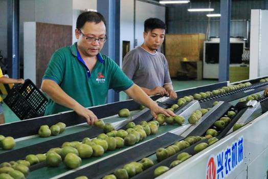 踐行供銷社宗旨,致力為三農服務 鳳凰縣供銷聯社積極助農推銷農副產品,解除農民產后賣難之憂