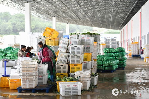 威寧構建現代農副產品加工物流體系