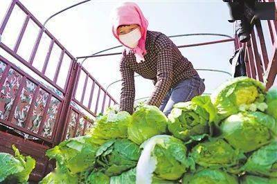 固原 蔬菜從產地到餐桌直供直銷降價40