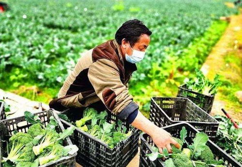 生鮮農產滯銷的主要原因是什么