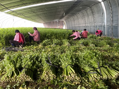 第一書(shū)記幫包扶:村里滯銷芹菜銷路有了!