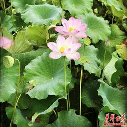 湖南師大 以購(gòu)代捐 1000萬(wàn) 綏寧農(nóng)副產(chǎn)品銷售更通暢