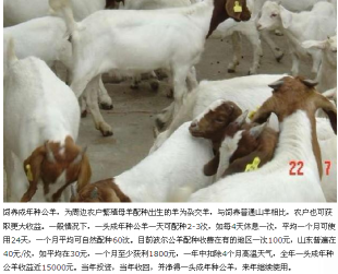 鹽城肉羊哪里有售冬季現在肉羊價格_農副產品_世界工廠網