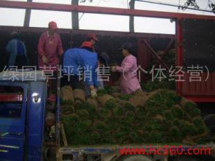 欒城草坪/欒城草坪基地_農副產品_世界工廠網