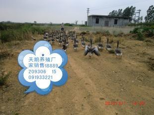 供應天鵝天鵝肉批發海南天鵝養殖海南天鵝肉銷售天鵝肉廠家_農副產品_世界工廠網中國產品信息庫