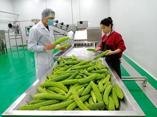 運鴻集團帶動減貧助貧為經濟注入了新生活力