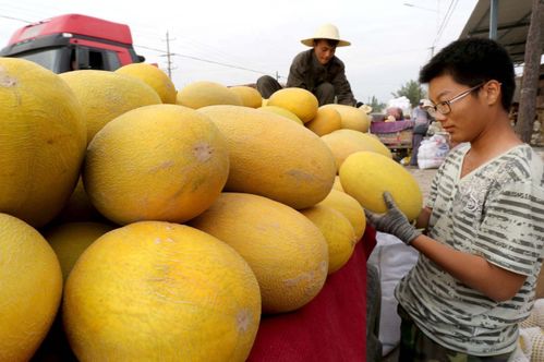 為什么新疆盛產的農副產品,在其他地方銷量都不好,看完漲知識